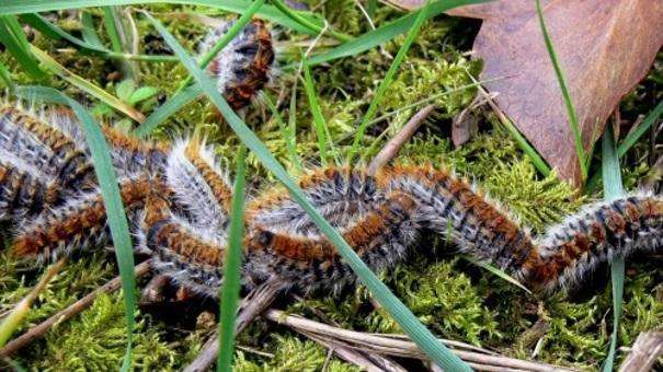 Chenille processionnaire