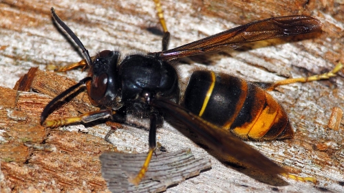 Asian hornet