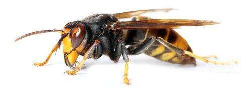 Asian Hornet