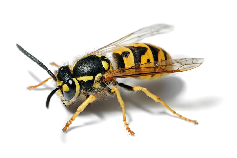 Asian Hornet