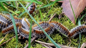 Chenille processionnaire